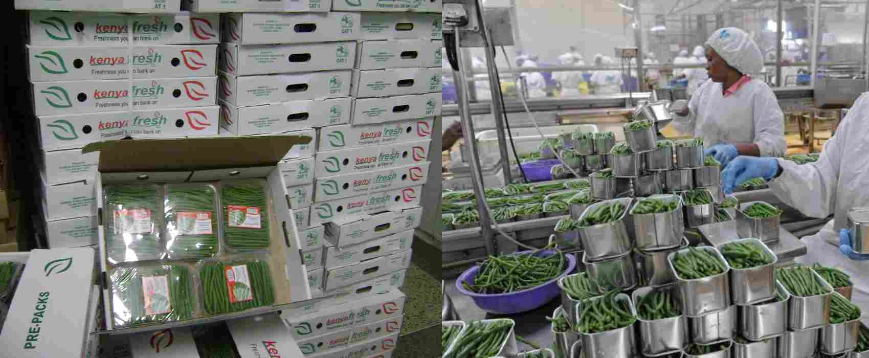 French beans and horticultural exporters in Kenya.