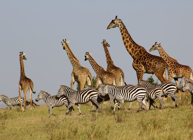 Kenyan Safari – all you need to know