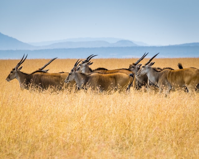 Maasai Mara national reserve: safari, park, charges and costs